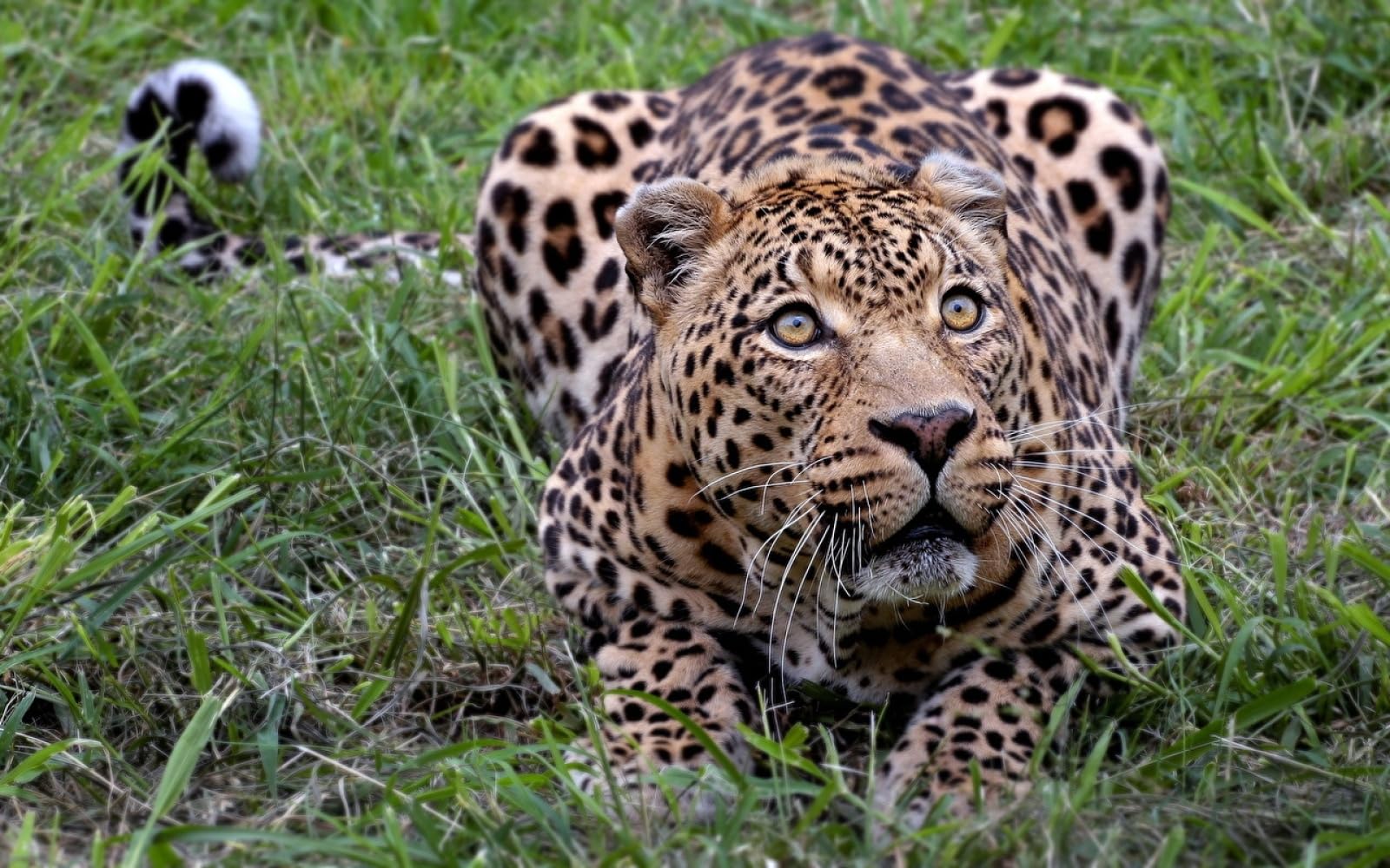 3D Puzzle 1500 Piezas Leopardos Animales Grandes 87x57cm