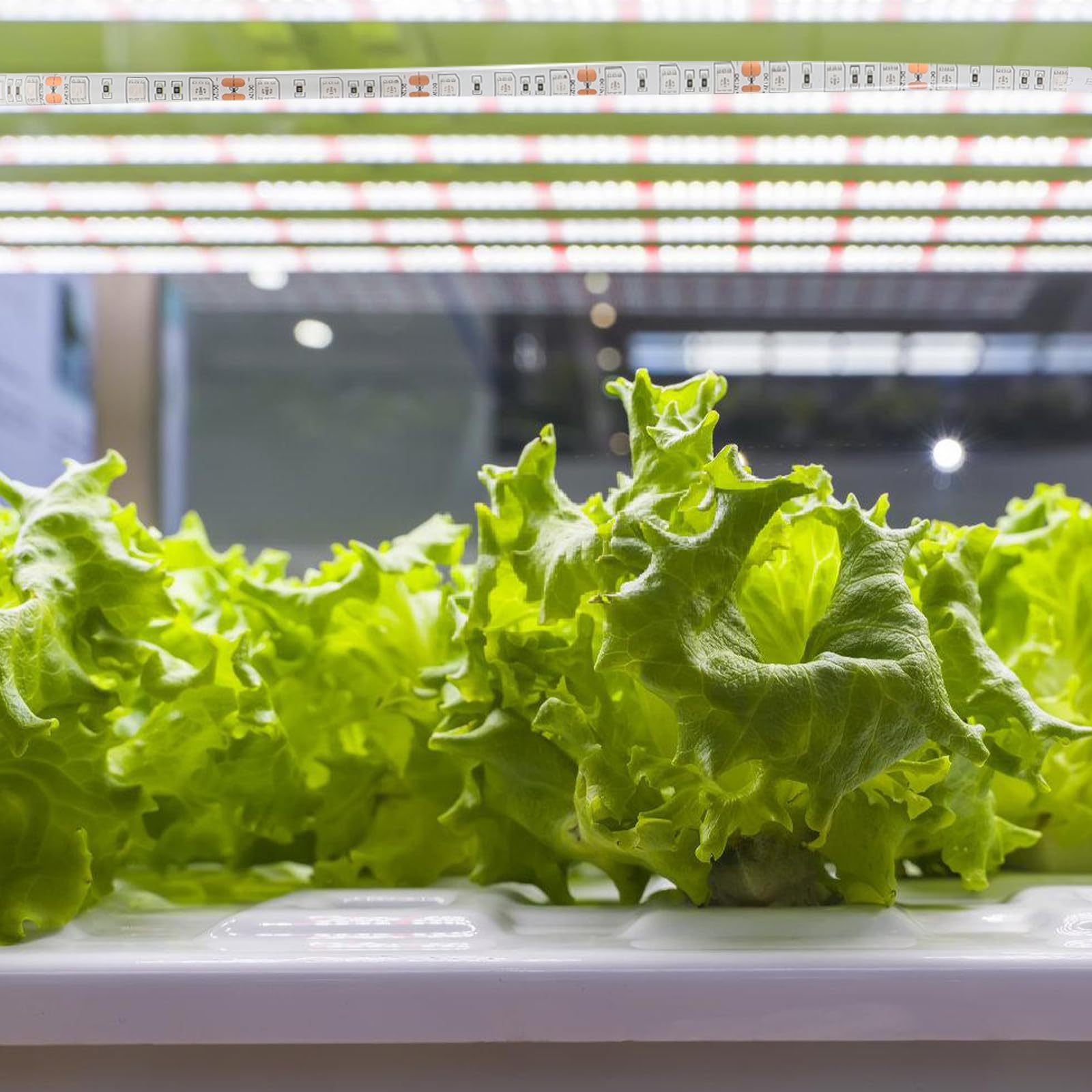 Lámpara de Cultivo LED de 5 Metros 300 Luces Smd 5050, Resistente al Agua y Flexible, Adecuado para Plantas y Flores en Interior y Germinación