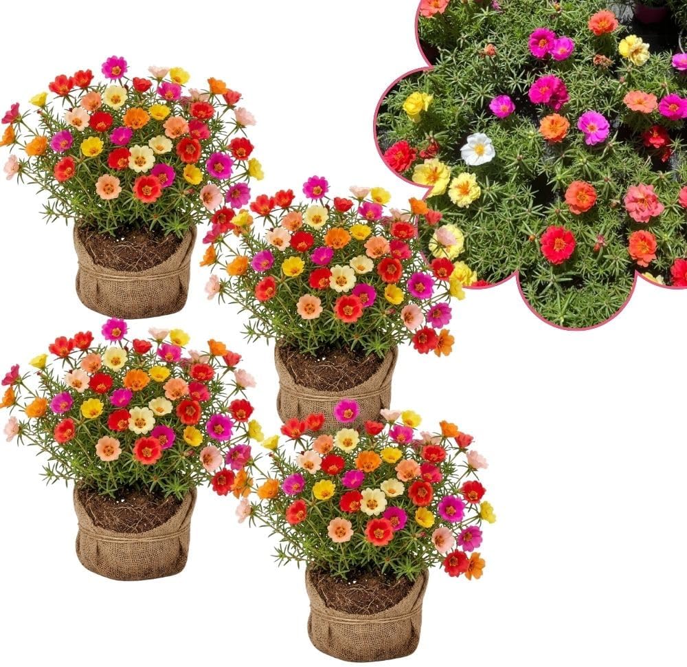 Set 4 Mix Portulaca Live Plant, 4-6 Inch Tall, Moss Rose Plants Live, Rare Portulaca Plants for Growing Indoor Outdoor