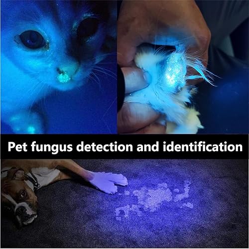 Miniatura 5 de Luz negra, linterna UV de 365 nm, linterna LED de luz negra USB tipo C, mini luz negra para detección de orina de mascotas, linterna UV de mano para