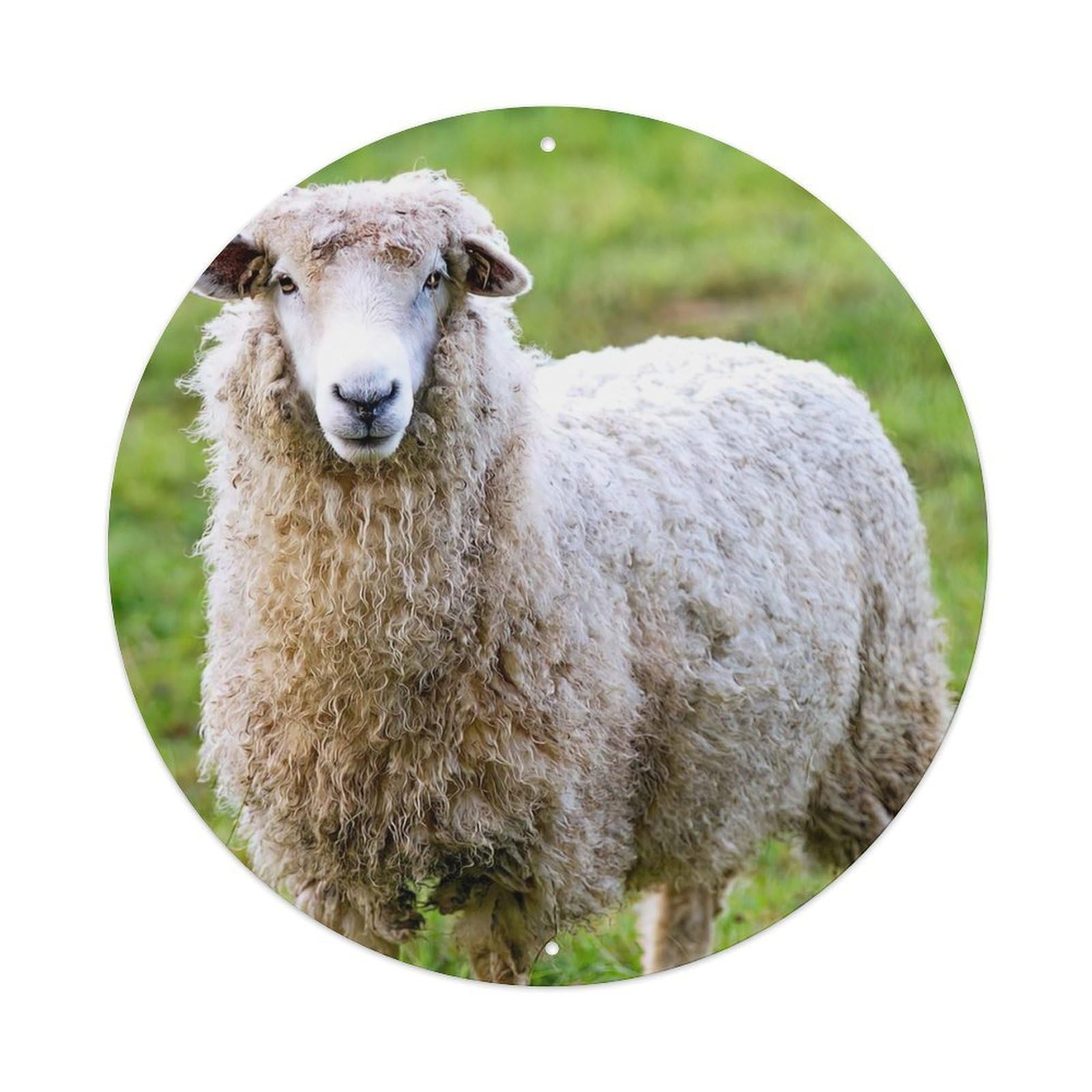 Animal Romney Sheep Vintage Metal Tin Sign Plaque Wall Decor for Cafe, Club Bar, Office, Garden Metal Poster 8x8Inch