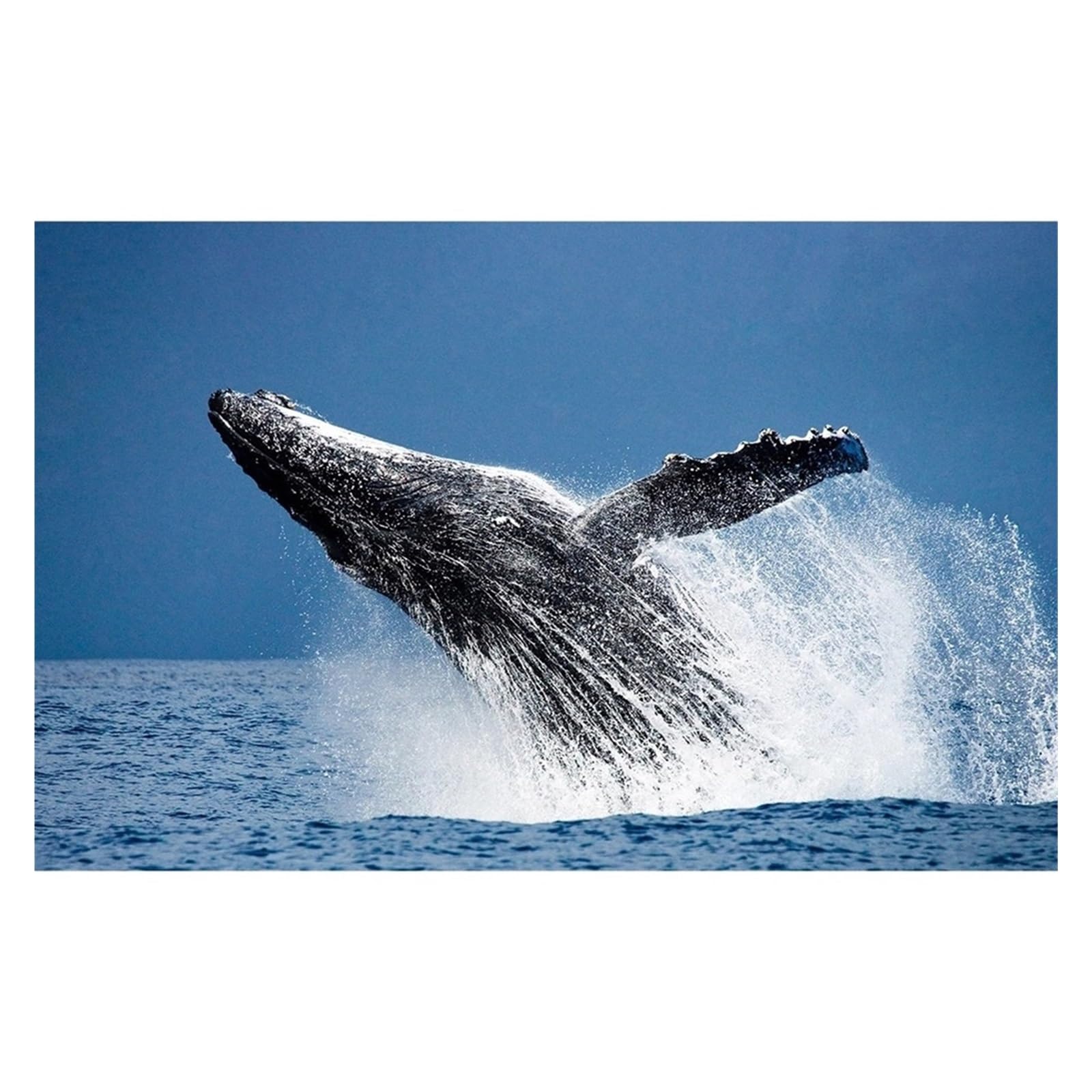 Graiting 1pc Shark Jellyfish Humpback Whale Tail Sea Turtle Poster Print Ocean Canvas Painting For Living Room Home Decor(By-4,30X42cm)
