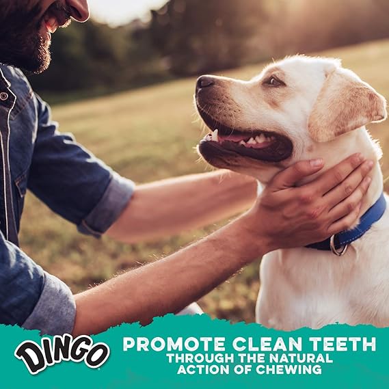 Dingo P-28006 576 Count Mini Dental-Treats, One Size