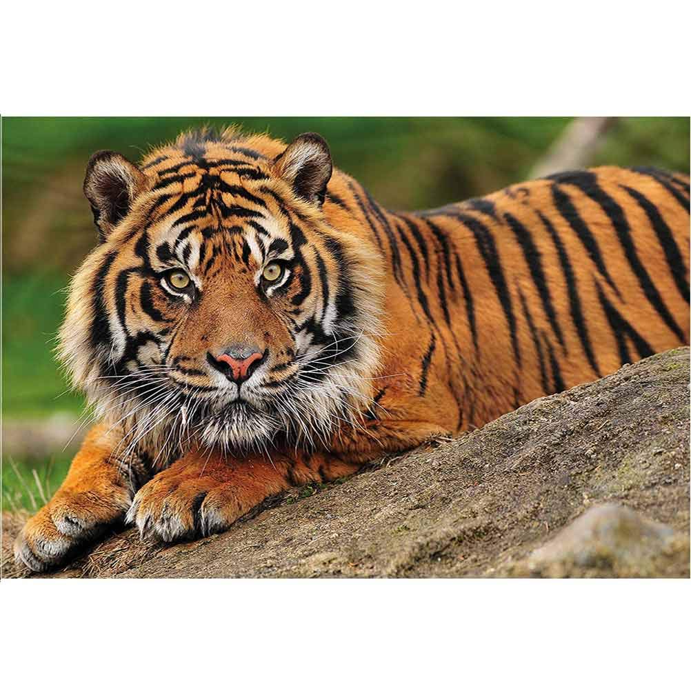 ScottDecor Aquarium Background Decoration Tiger,Tiger Crouching on Rock Easy to Apply and Remove L48 X H18 Inch