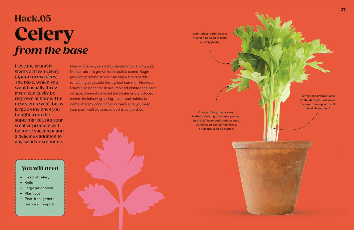 Grow Your Groceries: 40 Hacks for Growing Plants from Supermarket Foods