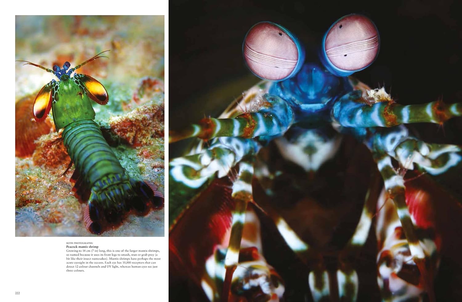 Strange Animals (Animals in Photographs)