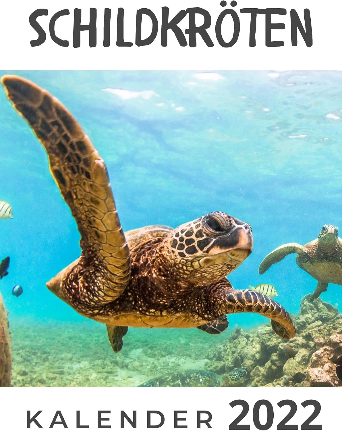 Schildkröten: Kalender 2022