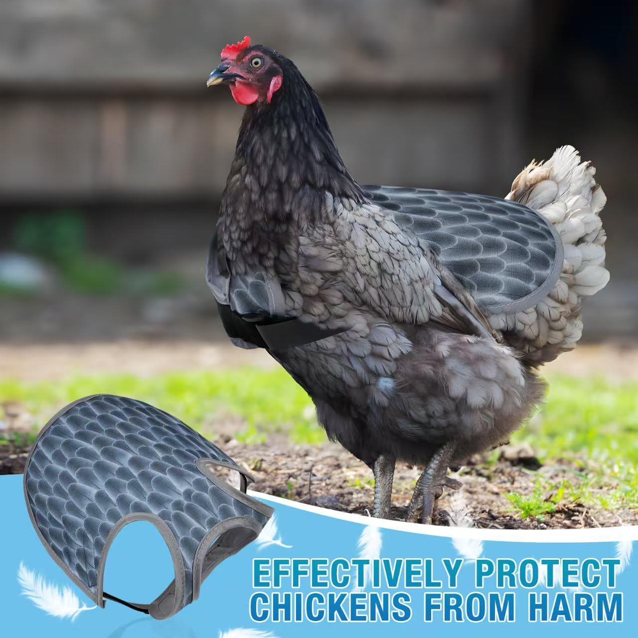 Chicken Saddles for hens, Chicken Hen Mating Saddle