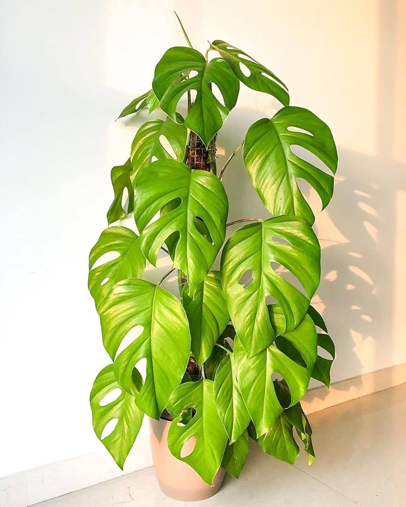 NICHE GARAGE[Live plant with grown pot] Monstera Deliciosa plant
