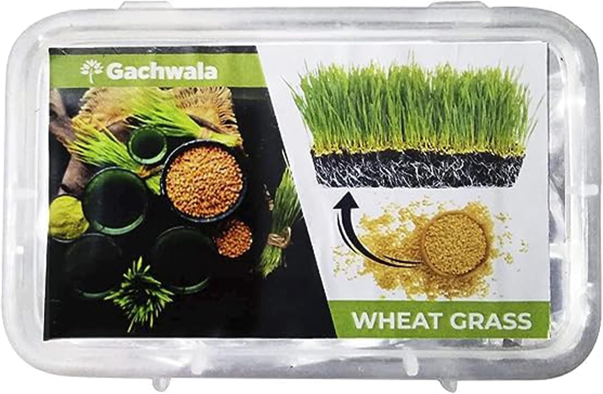 Wheat Grass Seeds (Premium 110 Gm), Hybrid Wheatgrass Seed For Health And Wellness, Chemical Free, GMO free Variety For Growing Cat Grass