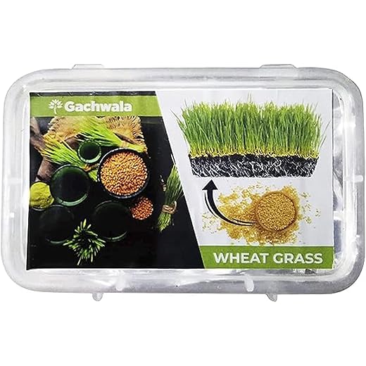 Gachwala Wheat Grass Seeds Premium 110gm