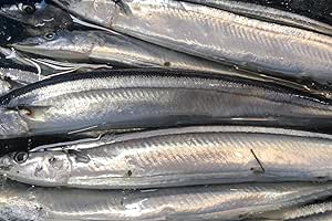 2025新物 生 さんま 刺身可 三陸～北海道水揚げ 今年は奇跡の サンマ 秋刀魚 1kg（6～8尾前後）【仙台市中央卸売市場 買参人登録】(1KG)