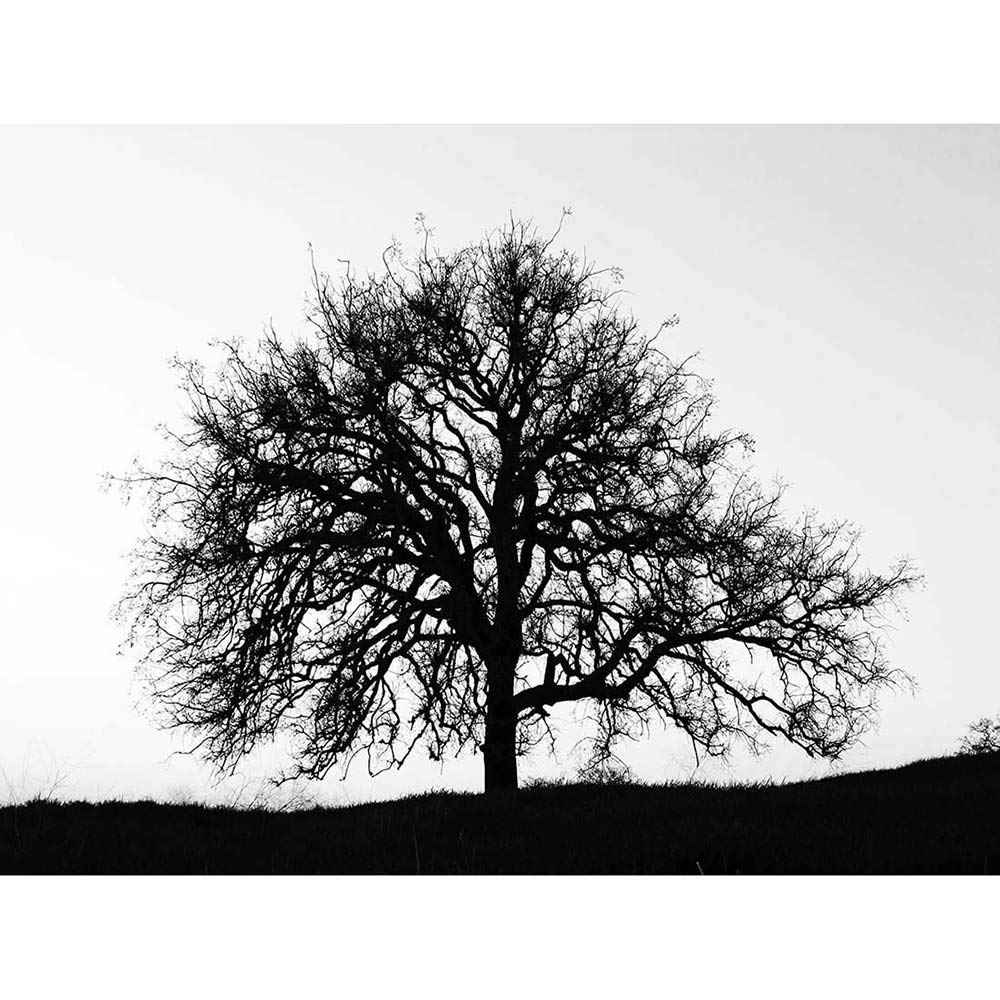 Wee Blue Coo Photography Tree Silhouette Black White Stark Art Print Poster Wall Decor 12X16 Inch