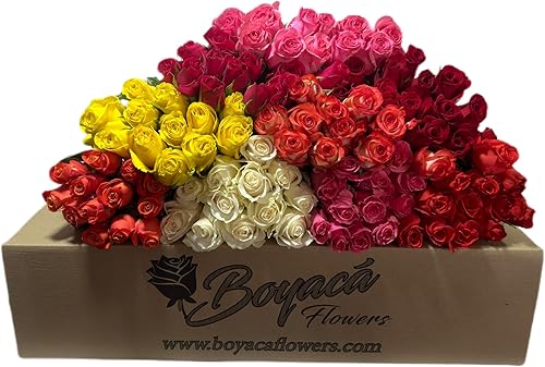 Miniatura 1 de Boyacá flowers, 100 rosas arcoíris de tallo, frescas de granja, tallo largo de 19.7 in, venta al por mayor directa de la granja, flores frescas