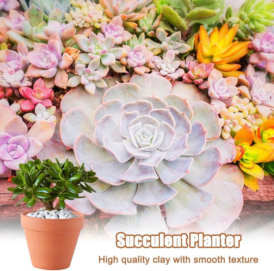 Abiemuce Confezione da 24 Vasi in Terracotta 5 x 5,5 cm | FindTheDeal
