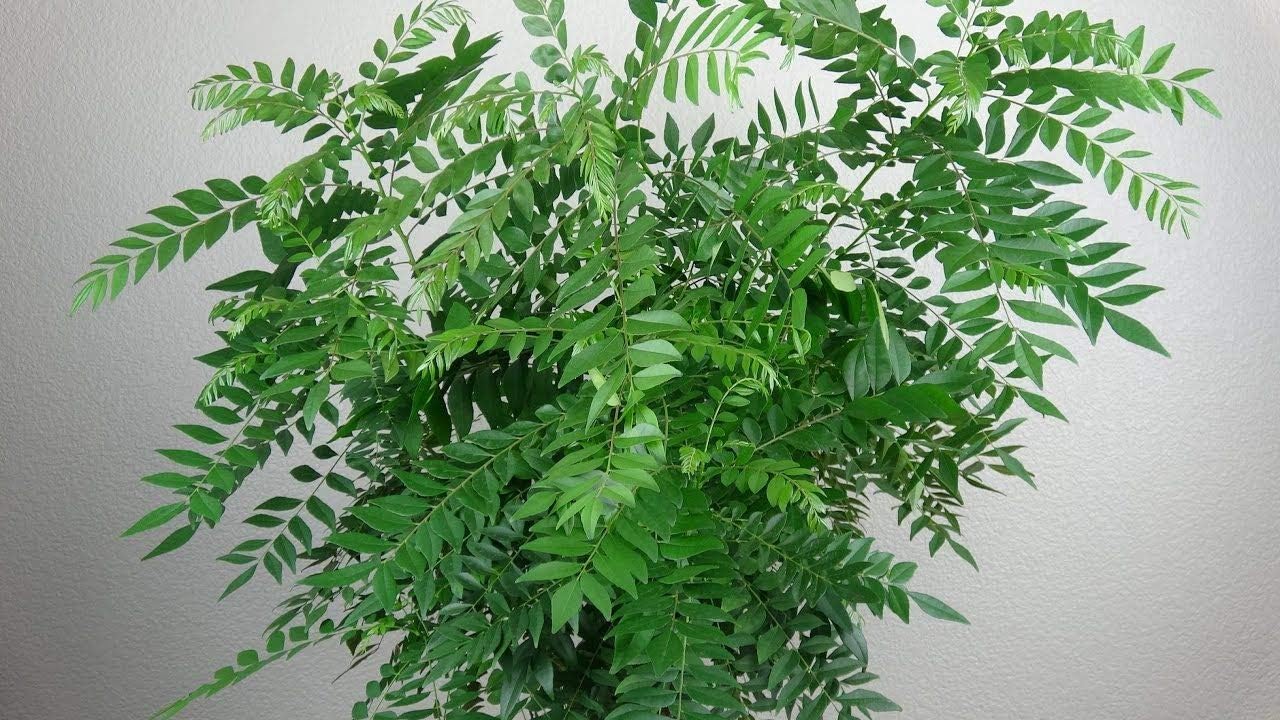 Live Indian Curry Leaves Plant Kadi Patta Meetha Neem Patta 1 Healthy Live Plant