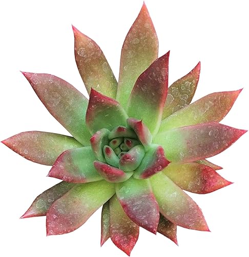 Echeveria Agavoides - Lápiz labial de 4 pulgadas  Suculenta saludable Echeveria Live de fácil cuidado, planta interior de casa, totalmente arraigada