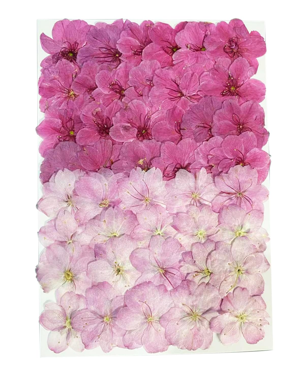 48Pcs Pressed Dried Cherry Blossom Flowers – Pink & White Mixed – Real Natural Sakura Floral for Cake Decorations Topper, Resin Jewelry, Nail Art, Epoxy Molds, Scrapbooking, DIY Crafts, Wedding Decor