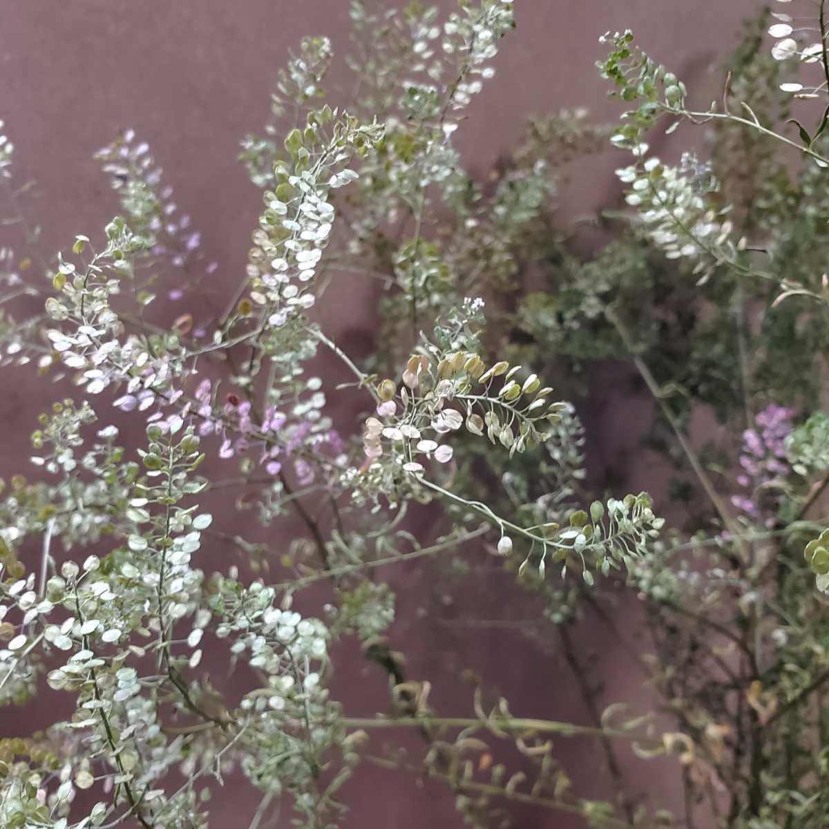 【一点物】★軍配ナズナ&カラーナズナ★ドライフラワー スワッグ 一点物】☆軍配ナズナ&カラーナズナ☆ドライフラワー スワッグ