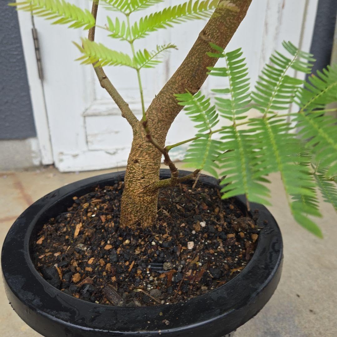 ② エバーフレッシュ 曲がり仕立て 8号 特大苗木最高等級極上品