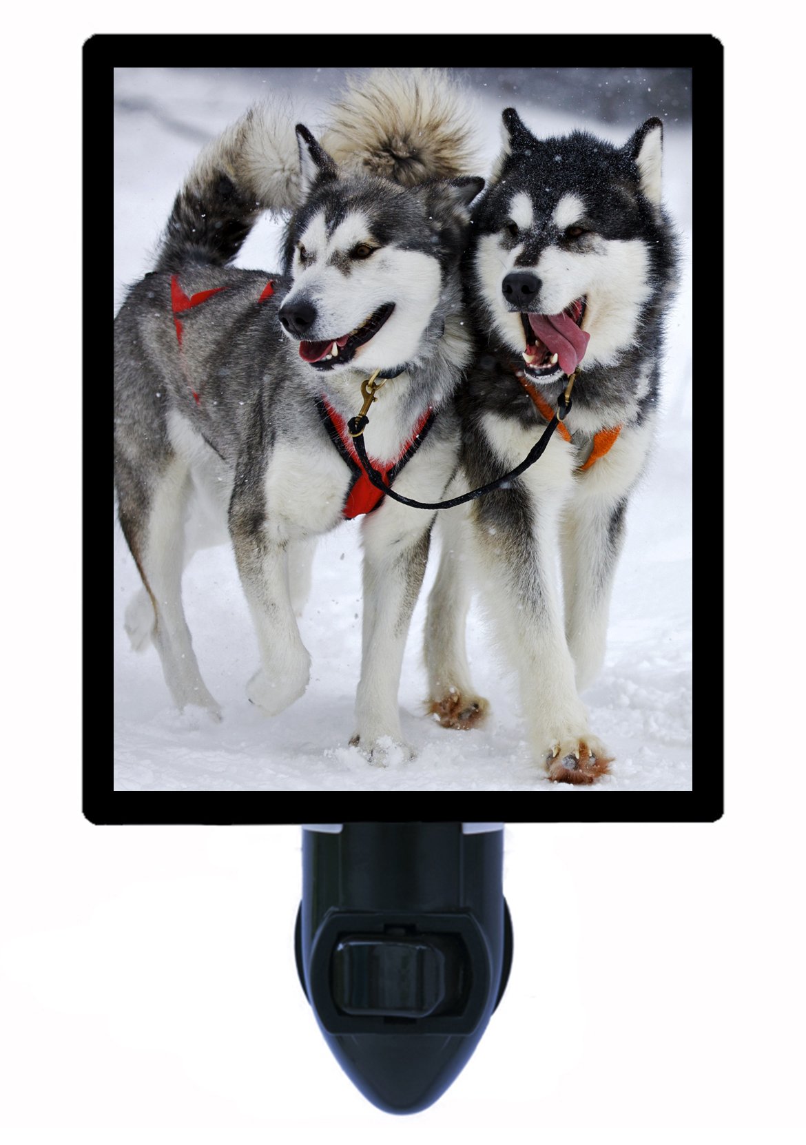 Are Huskies Nocturnal