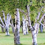 TomorrowSeeds - European White Birch Tree Seeds - 150+ Count Packet - Betula Pendula Flaky Paper Bar