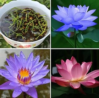 20+ Bowl Lotus Seeds (Water Lily Flower Seeds) for Planting-Non-GMO