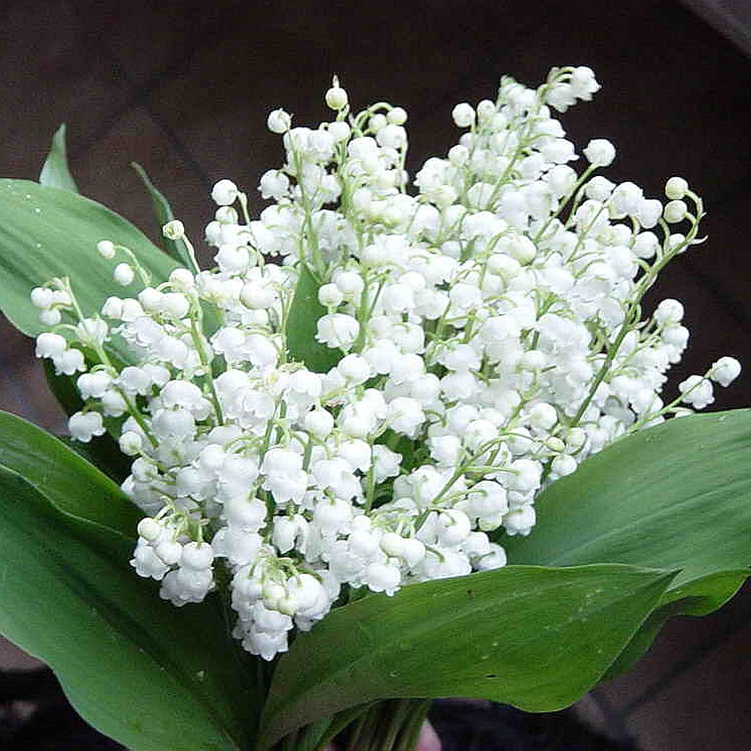 通販 スズランの球根 多年生の鉢植えの植物 多年生の草本の花 香り 結婚 通販 スズランの球根 多年生の鉢植えの植物 多年生の草本の花 香り 結婚