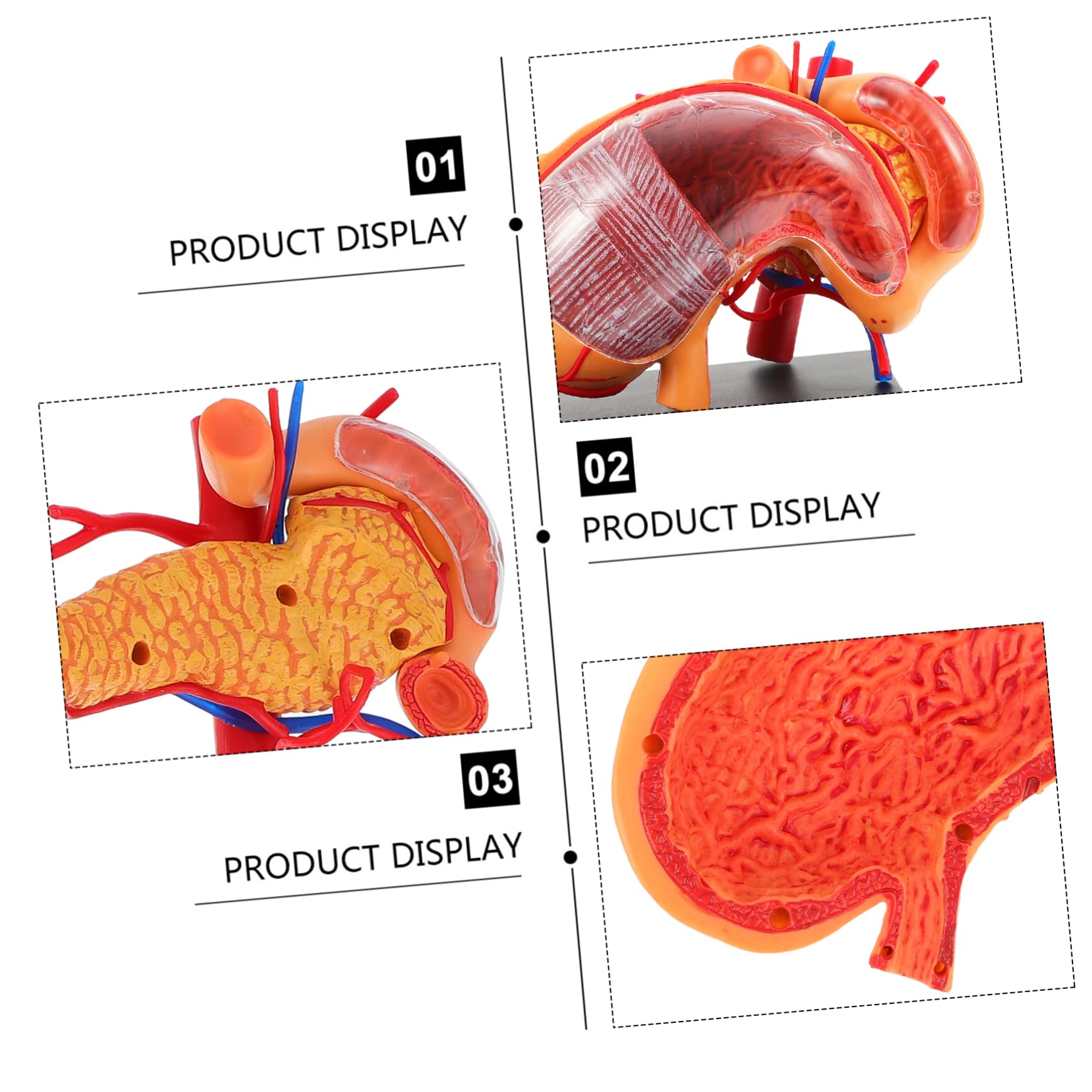 Alipis 1pezzi Modello Anatomico Stomaco in Strumento Didattico Per Materiale Per Insegnamento Biologico Per Dimostrazione Scolastica