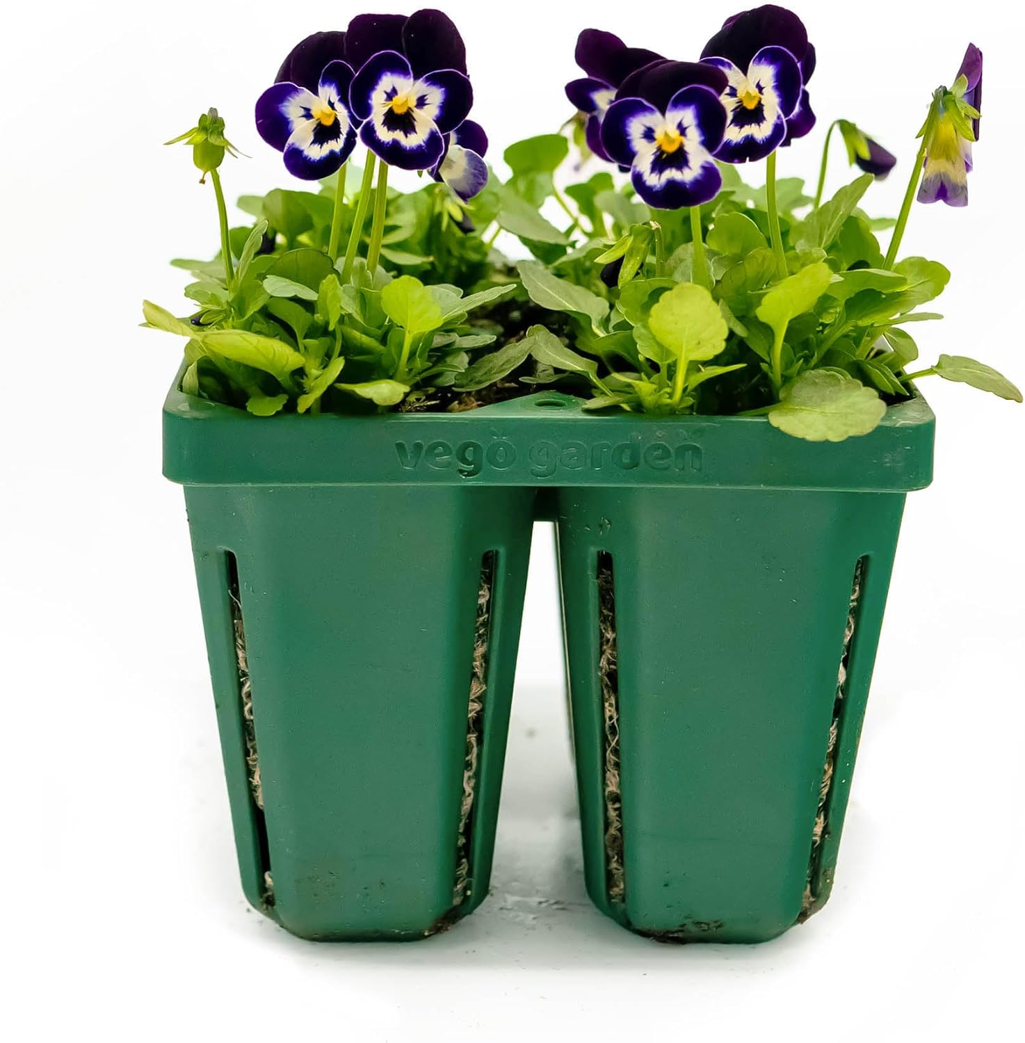 Vego Garden Jumbo Seedling Trays