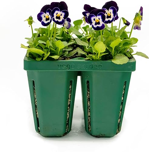 Vego garden Bandejas de plántulas jumbo, paquete de 16 bandejas de semillas reutilizables, bandeja propagadora de cultivo para plantas más grandes