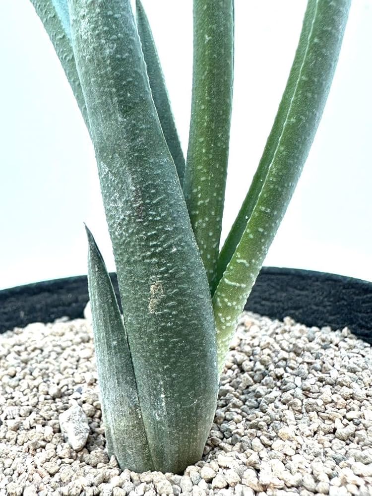 Amazon.co.jp: Haworthia longiana ハオルチア ロンギアナ 巨竜