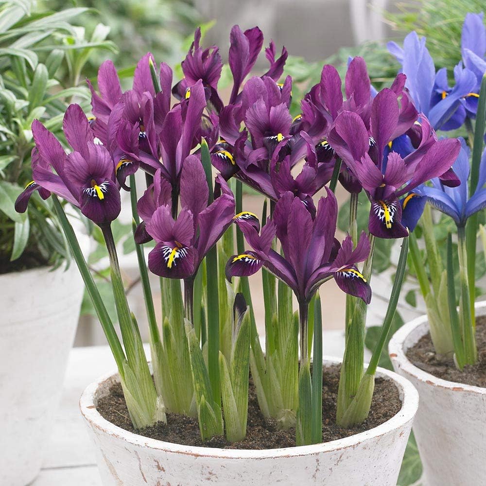 Bolly BulbsDwarf Iris Reticulata - J.S. Dijt (12 Bulbs)
