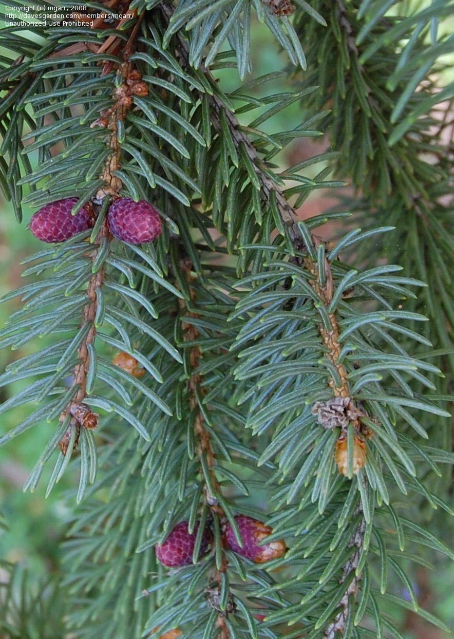 Amazon.co.jp: チュウゴクハリモミ（ドラゴントウヒ） 種子50粒 Dragon