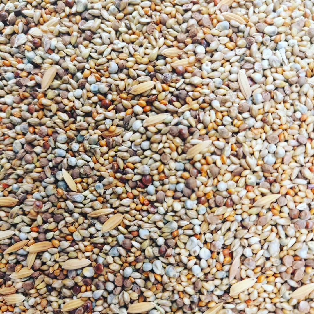 Pets Wizard - Bird Food for Budgies - 10 Mix Seeds 450 Grams (B08GHGM4TV) Amazon Price History, Amazon Price Tracker