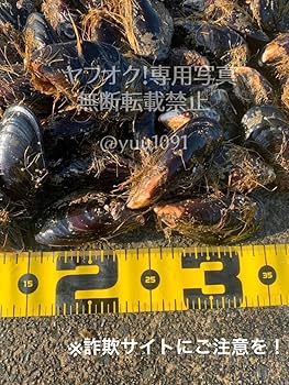 Amazon.co.jp: 石鯛餌 瀬戸貝 かぶせ釣り イシダイ エサ イガイ カラス Amazon.co.jp: 石鯛餌 瀬戸貝 かぶせ釣り イシダイ エサ イガイ カラス