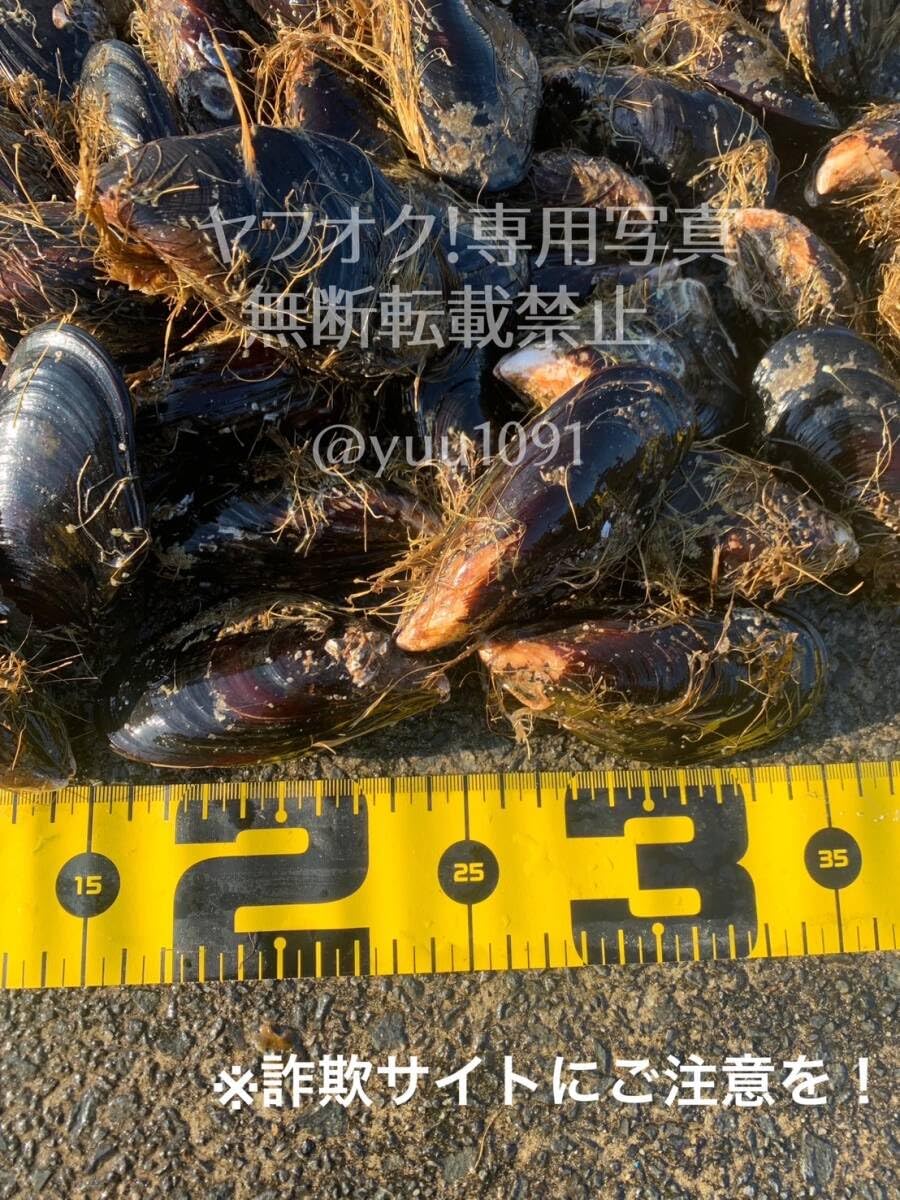 【餌代不要に‼️】イガイ等採取 現地調達 カラス貝 餌代不要に‼️】イガイ等採取 現地調達 カラス貝 餌代不要に