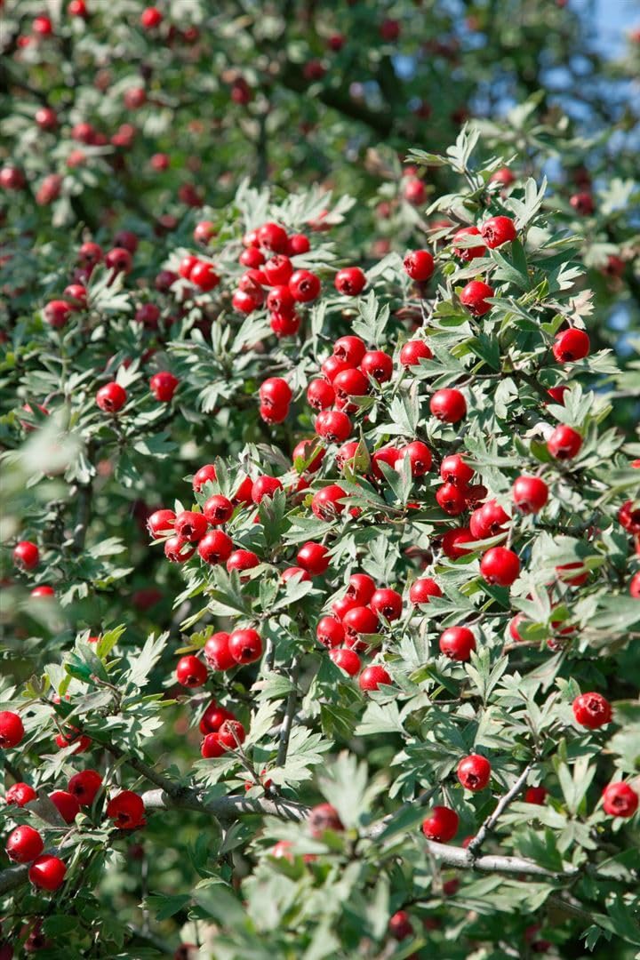 Weißdorn Crataegus monogyna 100-150 cm Heckenpflanze winterhart