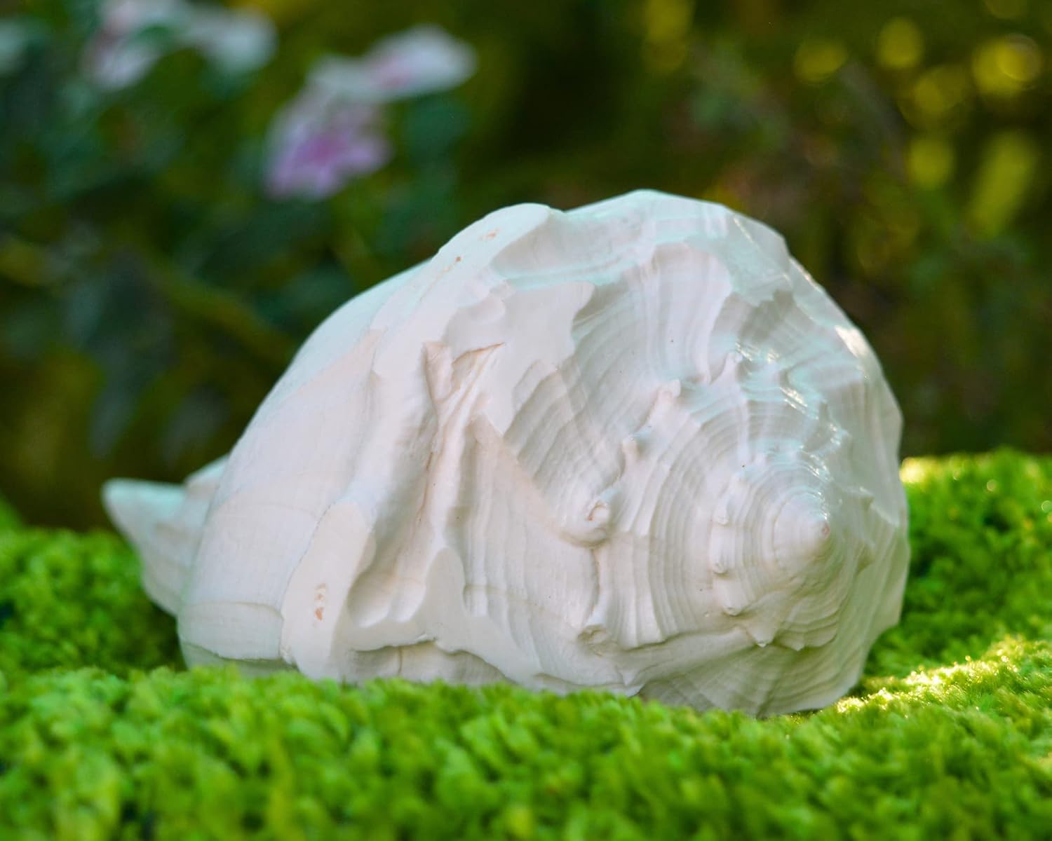 Dakshinavarti Shankh 7" inch | Right Handed Valampuri Lakshmi Conch Shell | Non-Blowable Natural Sea Shankh for Diwali Puja, Abhishek, Vastu, Gift & Home Temple Decor