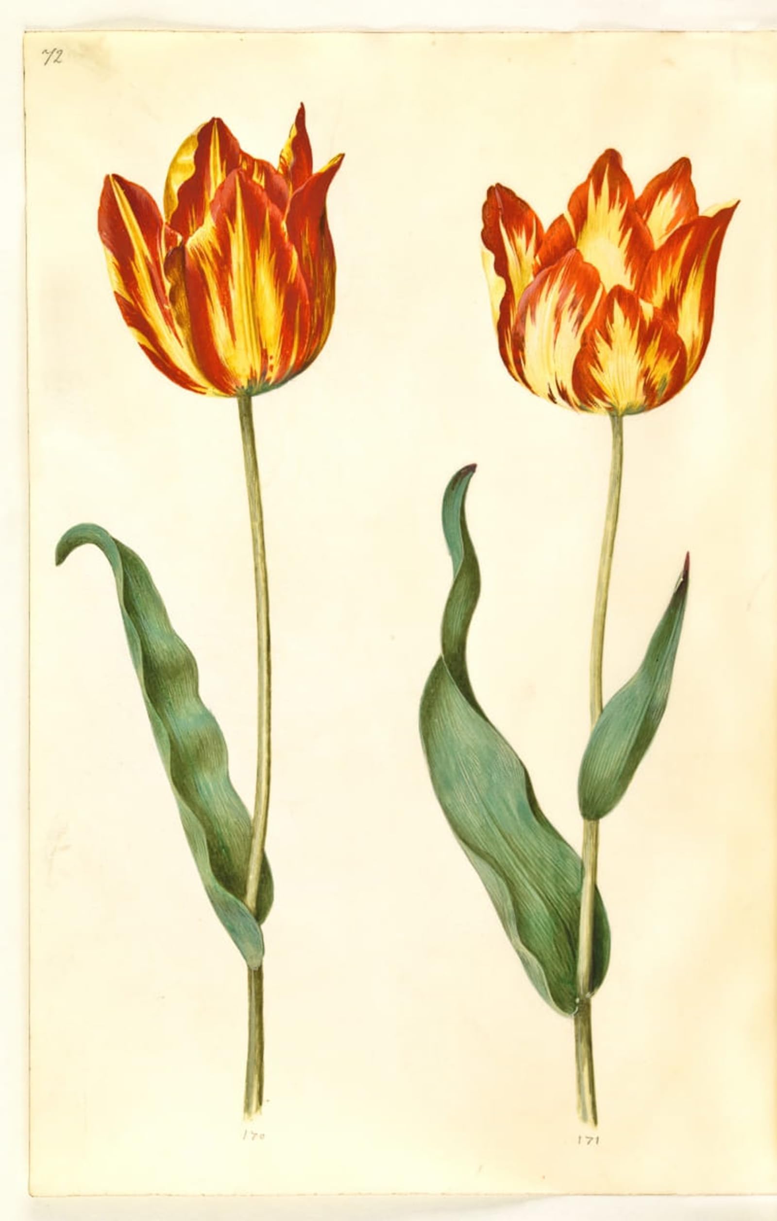 RZHRHJES Famous Painting Poster Art Canvas Print Retro Picture Tulipa Gesneriana by Hans Simon Holtzbecker Poster Wall Art for Office Decor 60x90cm