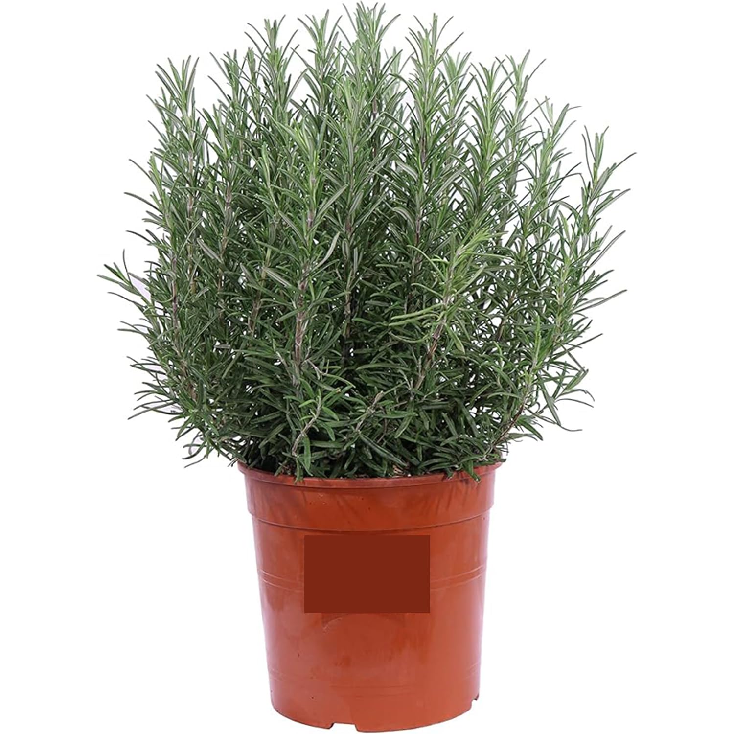 Aufrechter Rosmarin (Rosmarinus officinalis) | 3 lebende Topfpflanzen | Aromatische Nutzpflanze für Küche, Balkon und Kräutergarten | Aromatisch