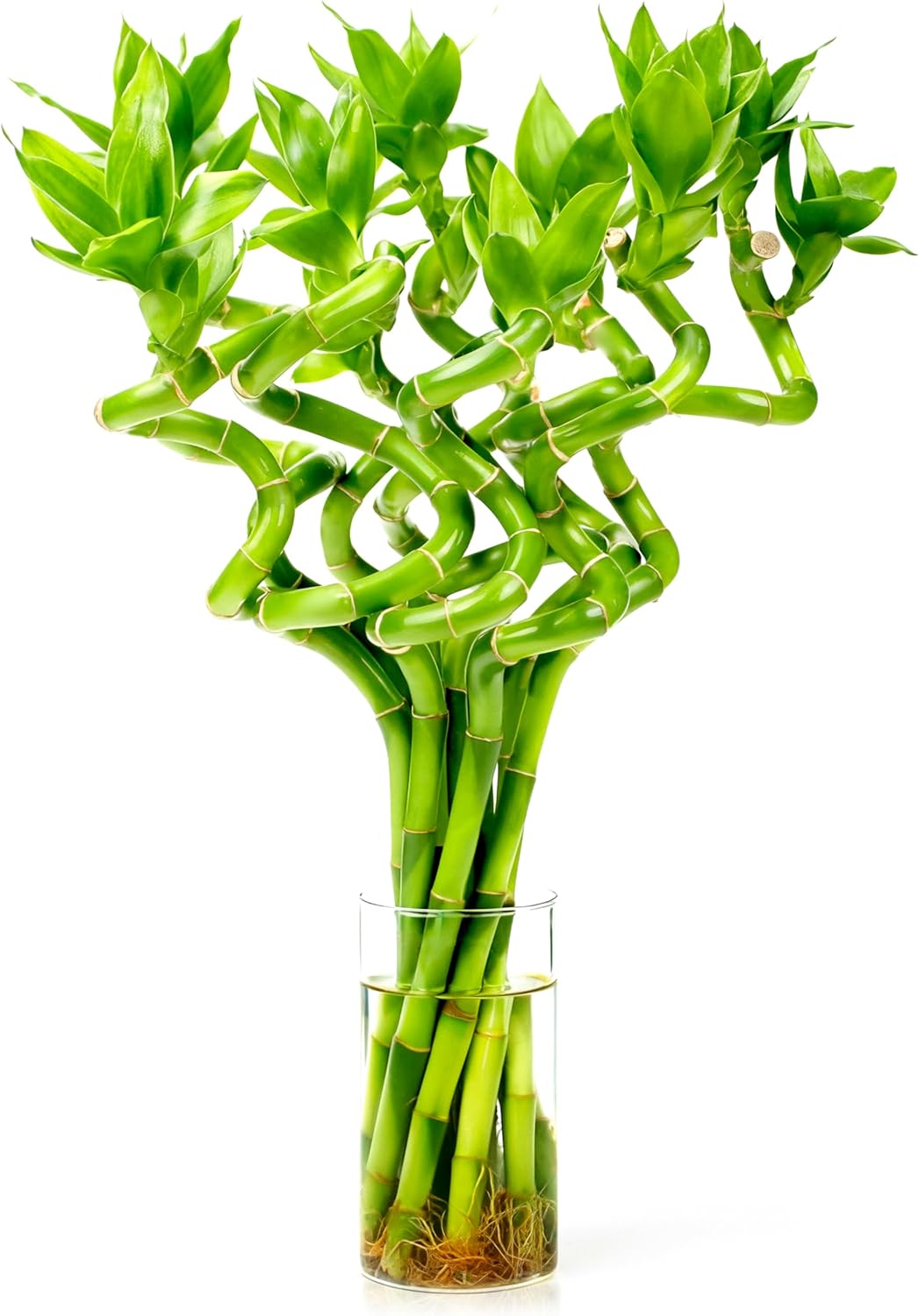 Fresh Lucky Bamboo 10 Stalks 8 Inch Spiral Style Live Plant - for Home Office Decor, Feng Shui & Good Fortune - Container Not Included