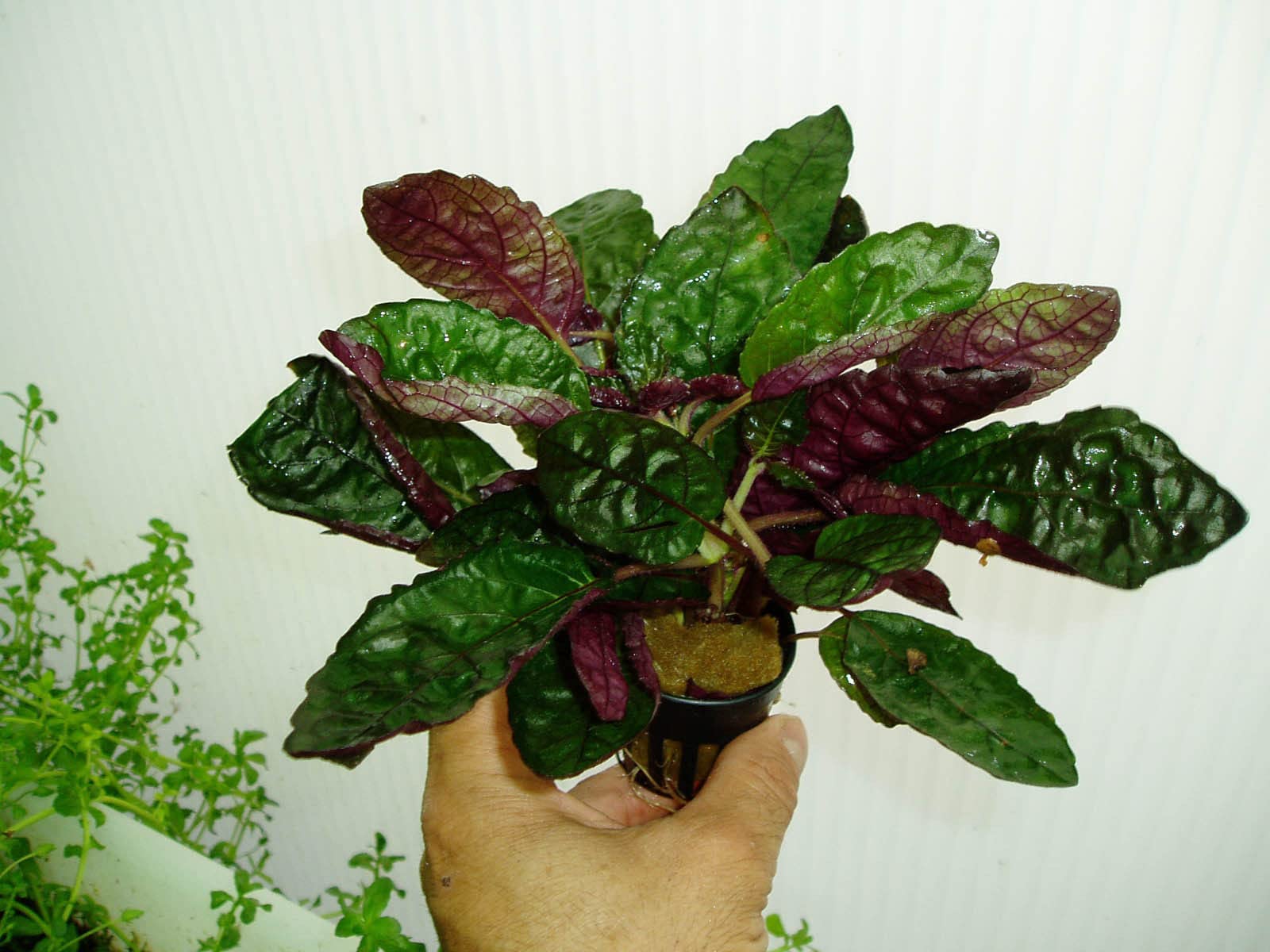 PLANTAS DE ACUARIO HEMIGRAPHIS COLORATA