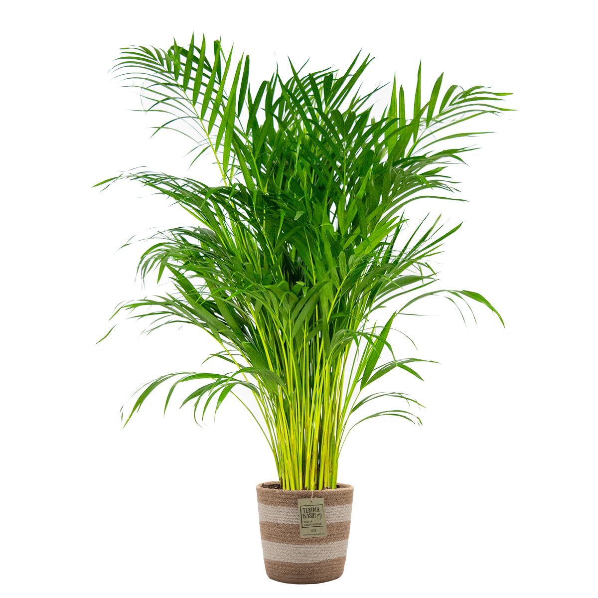 Dypsis Lutescens Palmier Areca Plante d'intérieur Dépolluante Hauteur 100-110 cm Panier en jute 21 cm