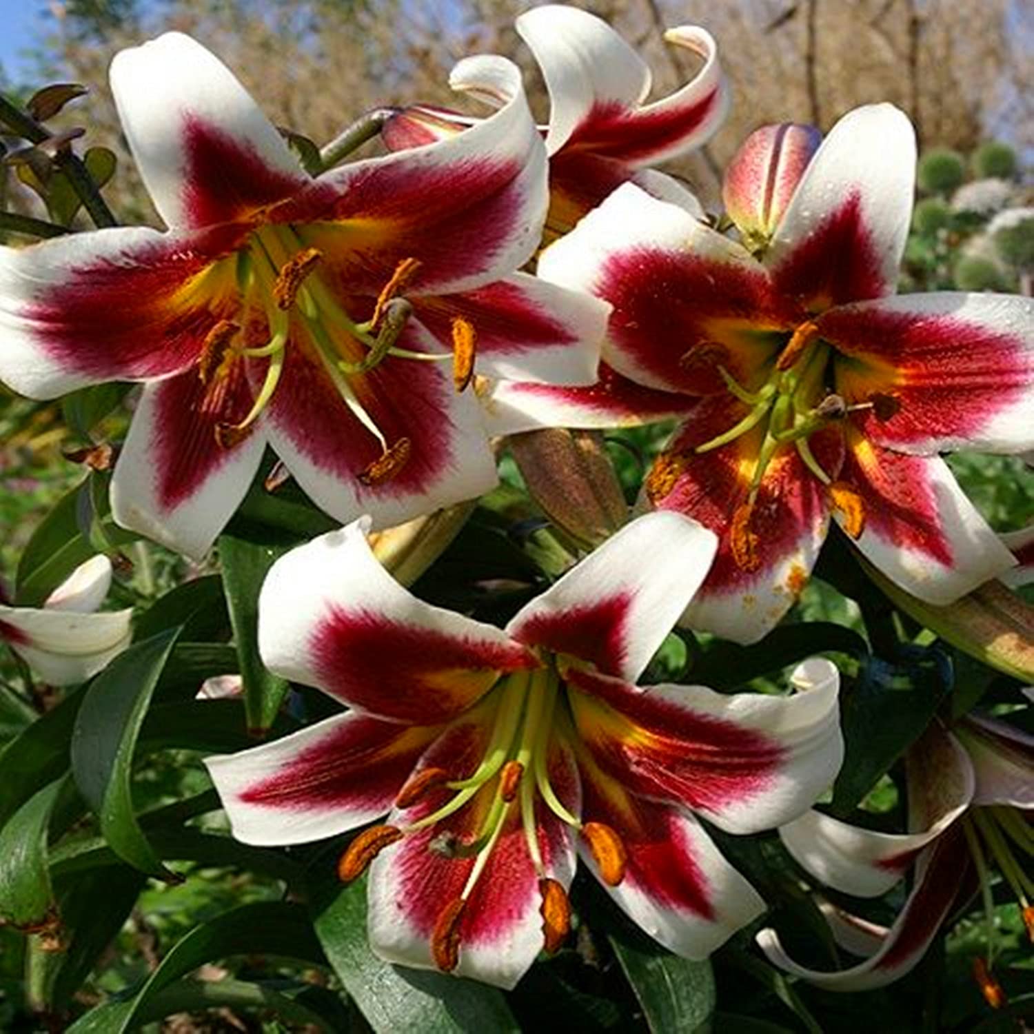 Lilien Exklusive Geschenke-Kunst Design-Lily-Schick-Hochwertige Dekoration -10zwiebeln-g