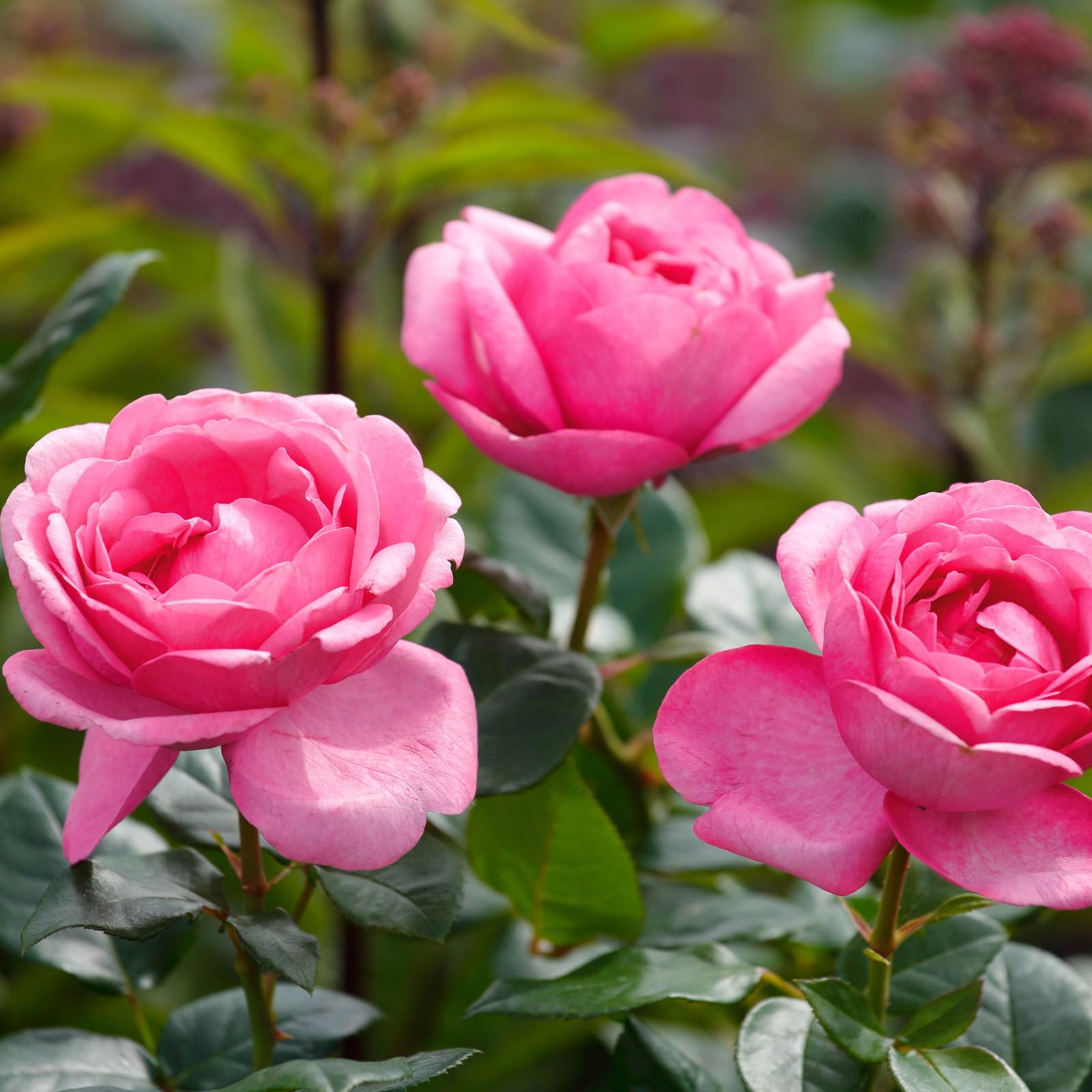 Duftende Edelrose 'Desirée®', rosa, Topf 5 Liter