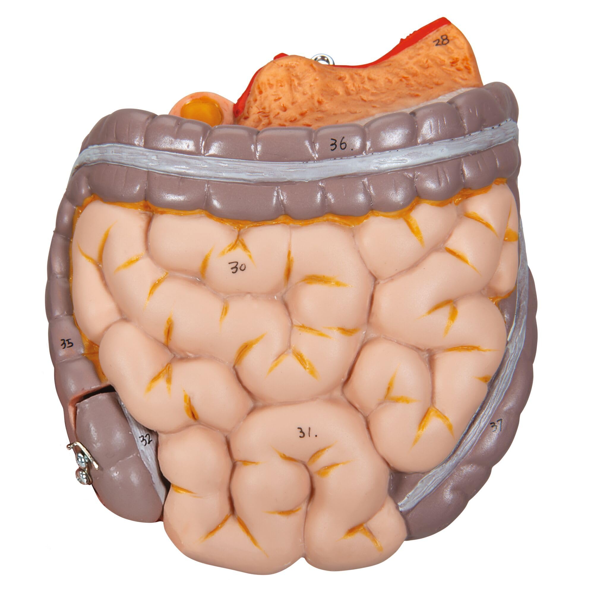 3B Scientific B22 Mini Torso, in 12 Parti + software gratuito di anatomia - 3B Smart Anatomy