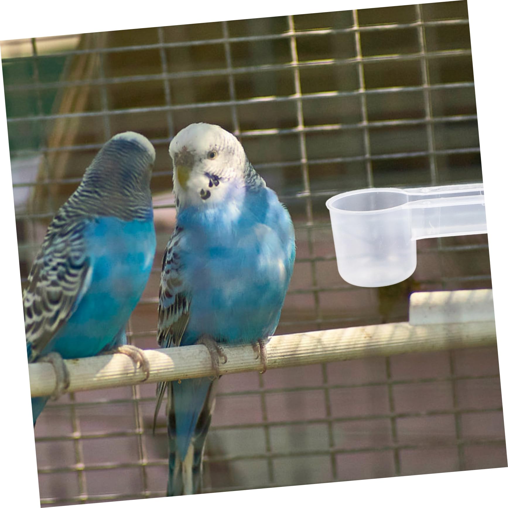 Bebedero para Palomas de Doble Puerto, 10 Piezas, Blanco | Plástico, para Pájaros y Loro, Uso en Casa o Zoo, Fácil Limpieza, Autodrinker