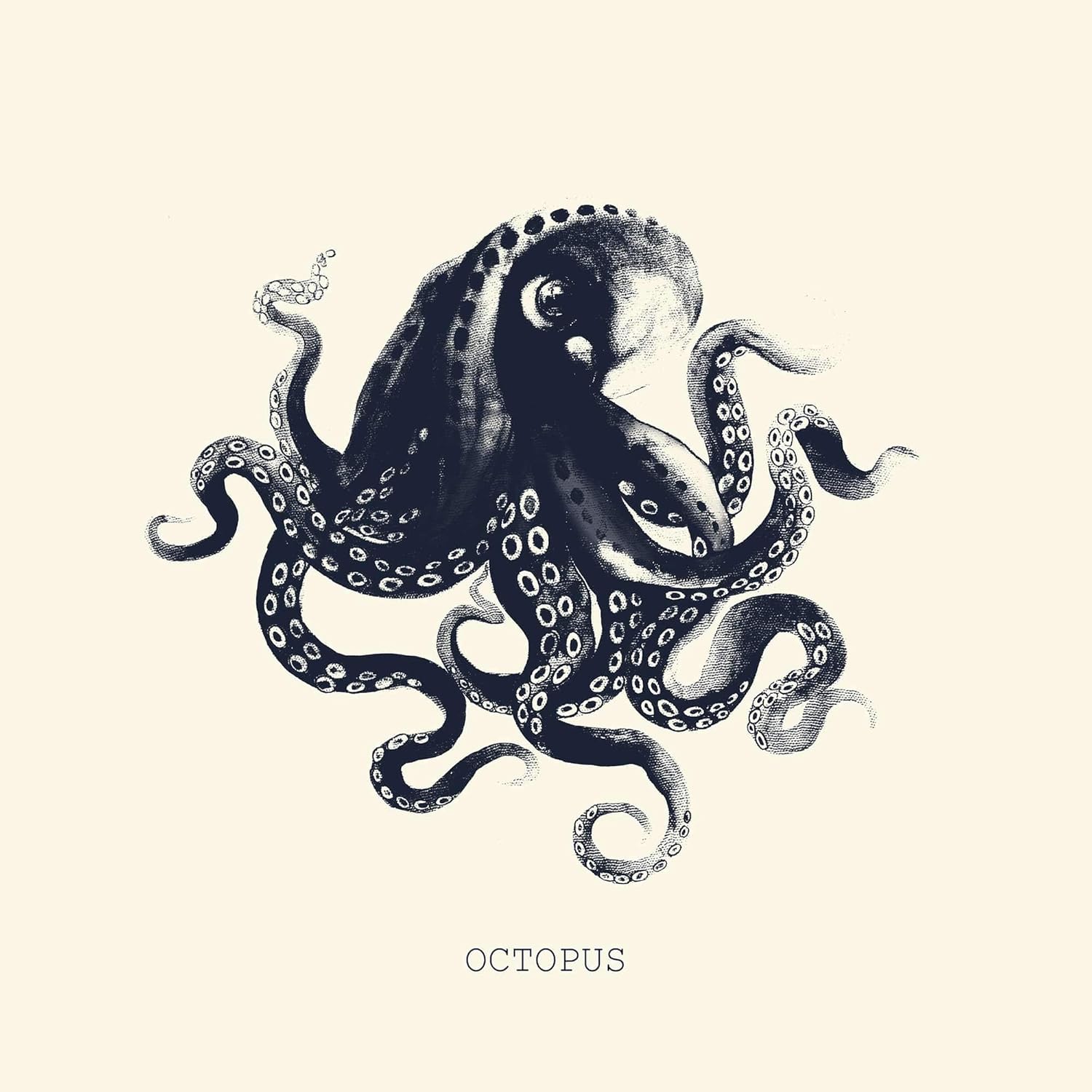 BEGIN DECO MAISON - HOME DECOR Octopus, Fine Art Gallery Wrapped Canvas 24x24