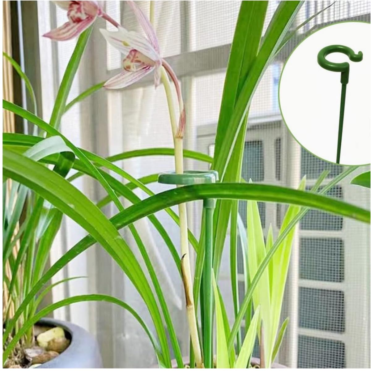 Pflanzensttze,20 Stck Pflanzenstab,27cm Pflanzen Sttze,Blumensttze  Zimmerpflanzen,Pflanzen Stabilisieren Stab,Schtzen Pflanzen Vor  Neigung,fr Pflanzen,Blume,Paprika : Amazon.de: Garten